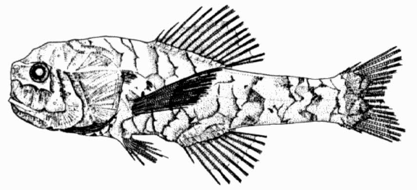 Scopelogadus beanii_01.jpg